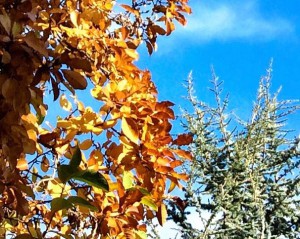 Herbst