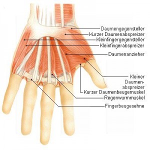 Muskeln-der-Hand