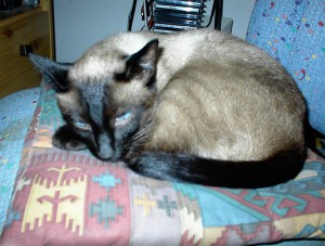 Samson