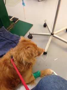 Indy beim Doc