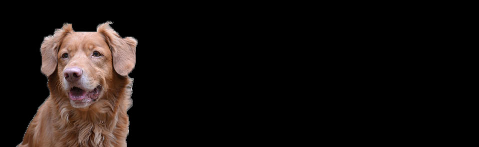 Indy_freigestellt