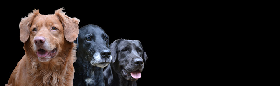 Homepage_Banner