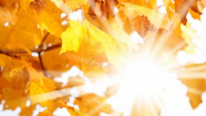 goldener Herbst