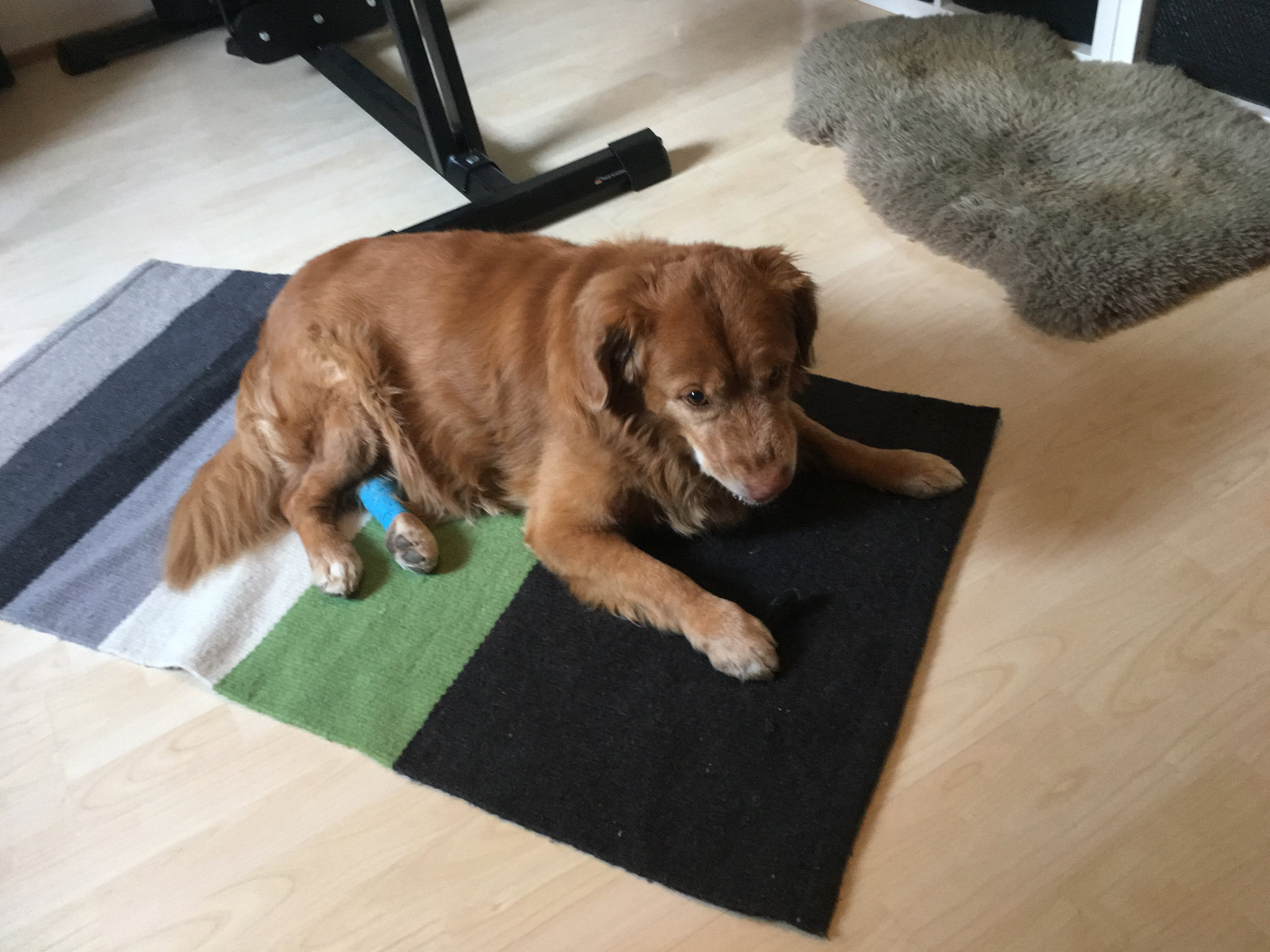 Indy_Snack